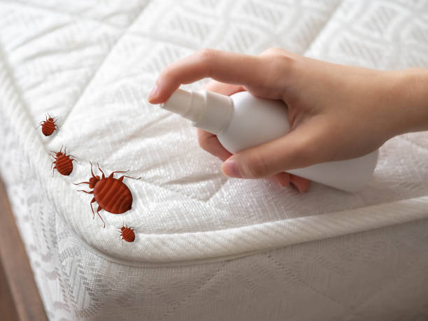 Best Local Pest Control Services  in Baytown, TX